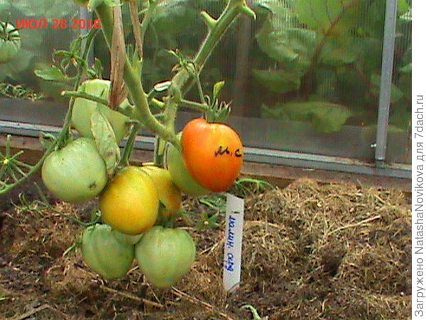 малиновое сердце