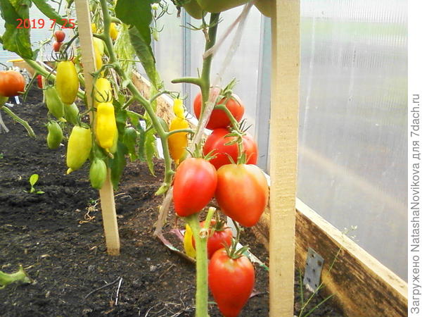 вот оно, начало заразы на "банановых ногах"((