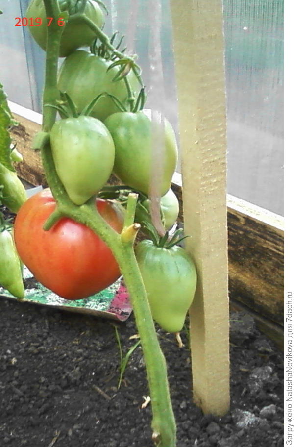 севрюгу начали пробовать первой