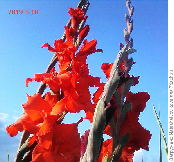 Салют победителям, ура,ура,ура))))