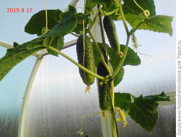 четыре дня назад, плеть внизу лежит калачиком)) сфотаю - выложу