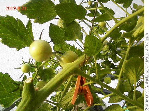 под самой крышей сухо