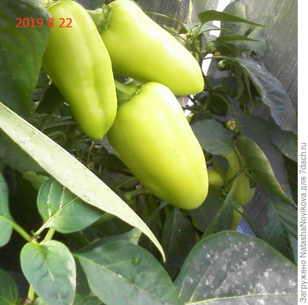 &quot;иветта&quot;