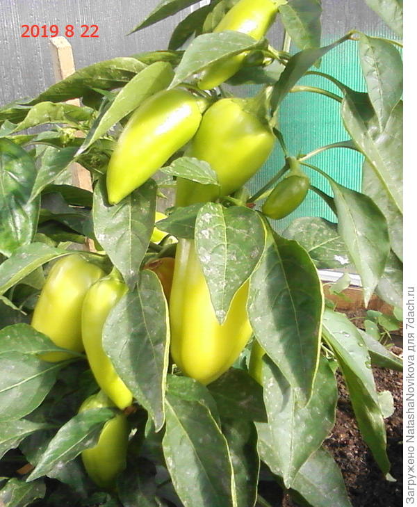 эти ещё будут расти