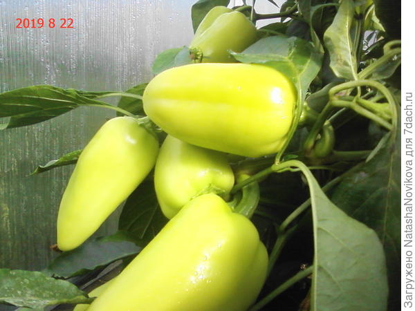 вкусняшка &quot;иветта&quot;