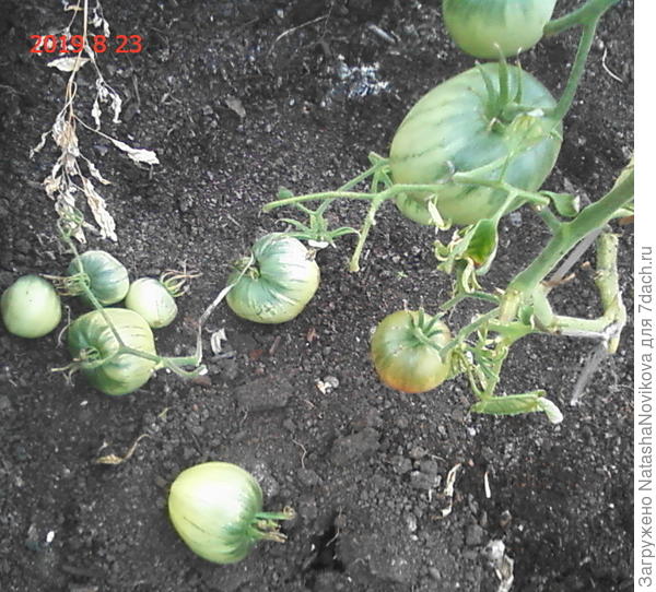 зеленые сами падают, время настало(