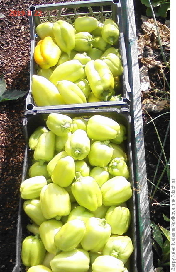 сезон оказался урожайным на перчики