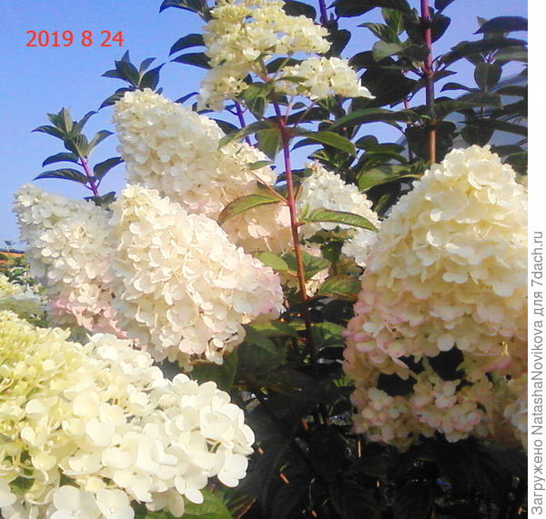 жара и безоблачное небо.