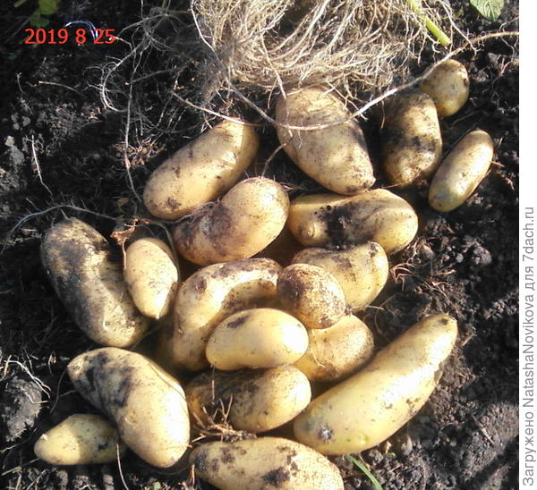 копать рано, кортошка ещё держится за корни и продолжает расти