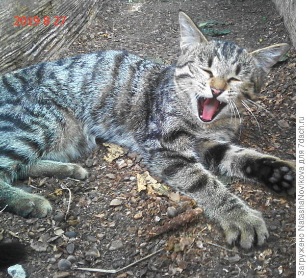 Рыська ищет прохладу чтобы выспаться))