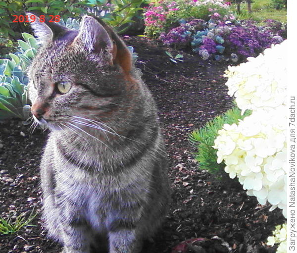 коты днями радуются теплу