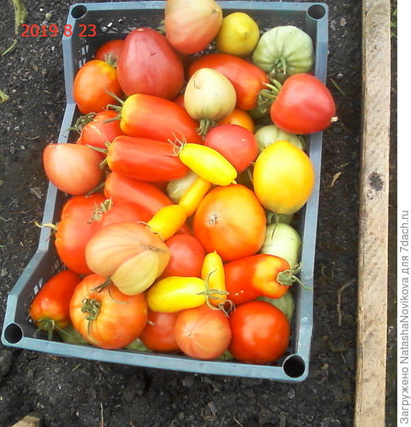 спелые томаты на консервацию