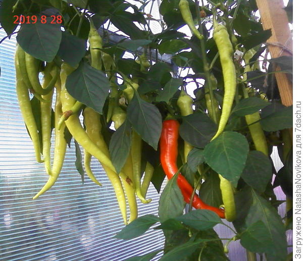 перец жгучий