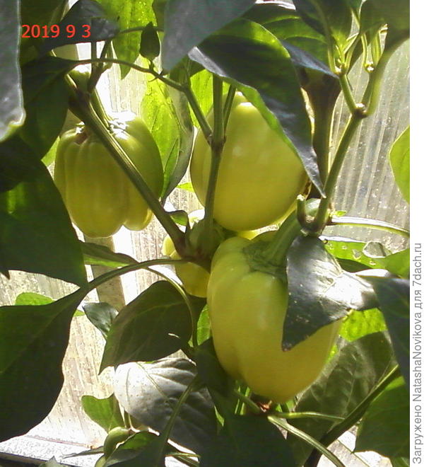 половину куста срезала