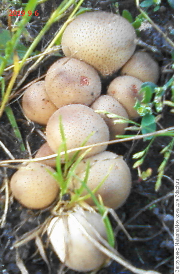 размерчиком не вышли, но пааахнут