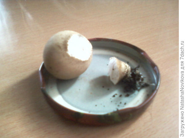 час назад срезала, а он весь белый внутри, не синеет, не чернеет и запах настоящих грибов