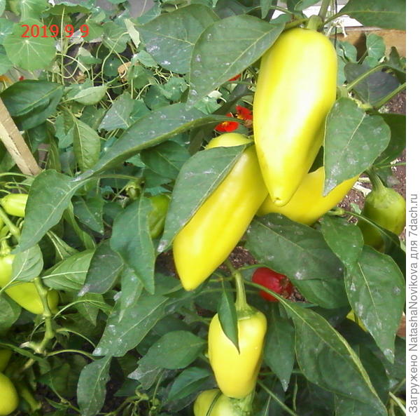 но как говорится &quot;пора и честь знать&quot; урожай перцев был на славу, пусть земелька отдохнёт