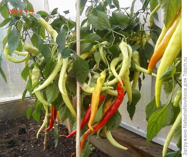 оставила на пару-тройку только жгучий, выздоровлю окончательно и начну мыть теплицу, перекопаем, внесём осеннее удобрение и до следующего сезона адью))