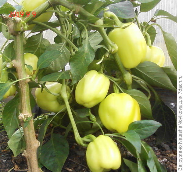 могли бы ещё расти и расти, тем более в теплице этой ни болезней, ни вредителей не было т.т.т.