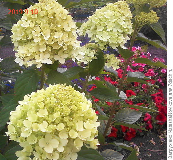 и бусинками в каждом соцветии))