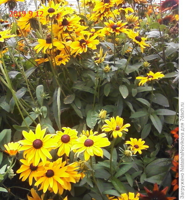 над головой хмурость, над землёй солнечные блики рудбекии