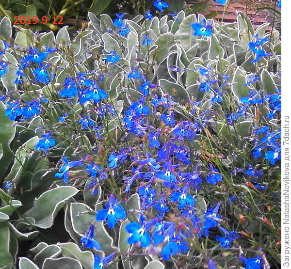 а под ногами синь летнего неба, самосевки лобелии радуют глаз и греют душу