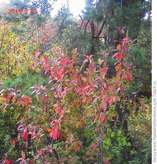 буквально по часам меняются краски осени