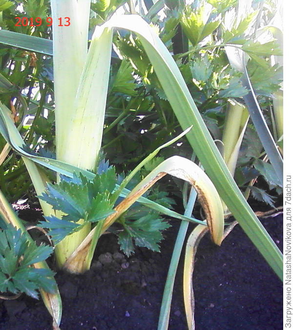 урожай ждёт уборки