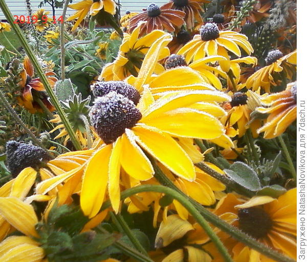 солнышки в снегу((