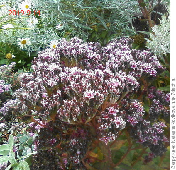 сегодня ночью даже очитки прихватило заморозками