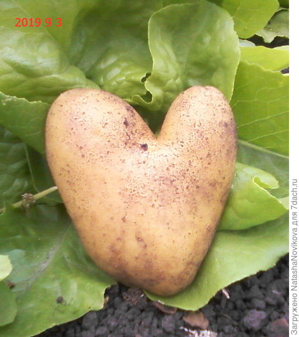 с любовью к картошечке)