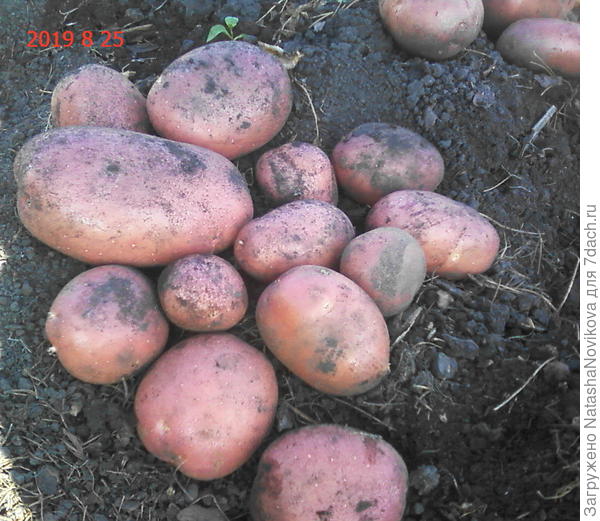 зелень присутствует, пойдёт на семена