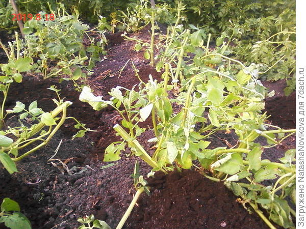 кусты после обрезки ботвы присыпаны торфом от солнца