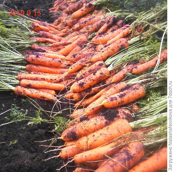 а это урожай с грядки длиной 3,5 м шириной 1,2 м я довольна