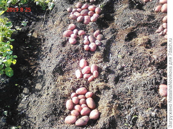 &quot;утро раннее&quot; хороший сорт, но мало урожайный