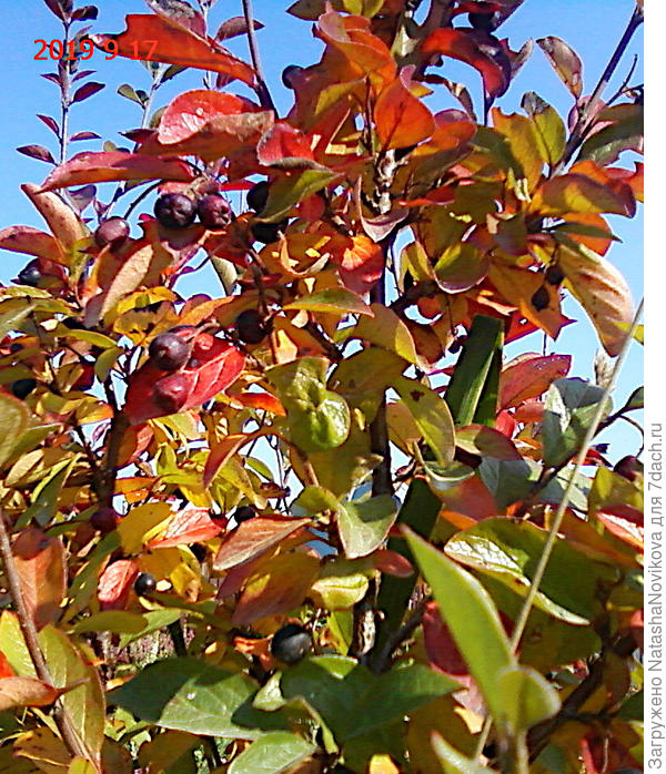 листочки кизильника начали краснеть