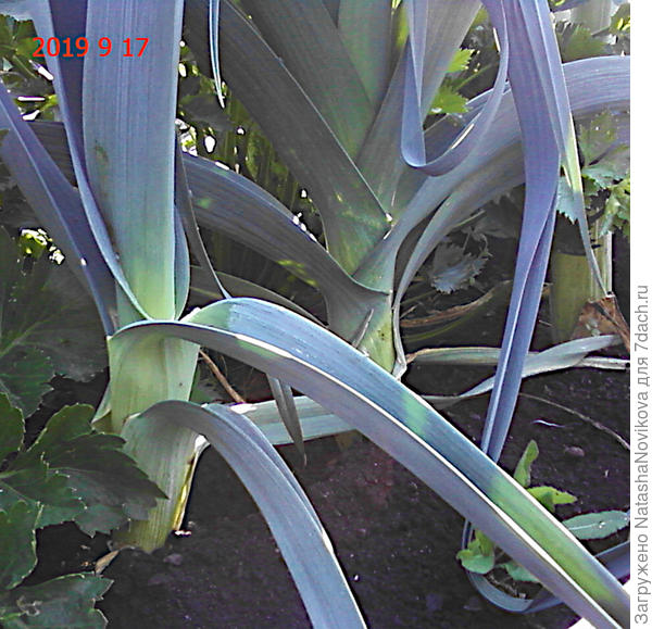 порей надо убирать