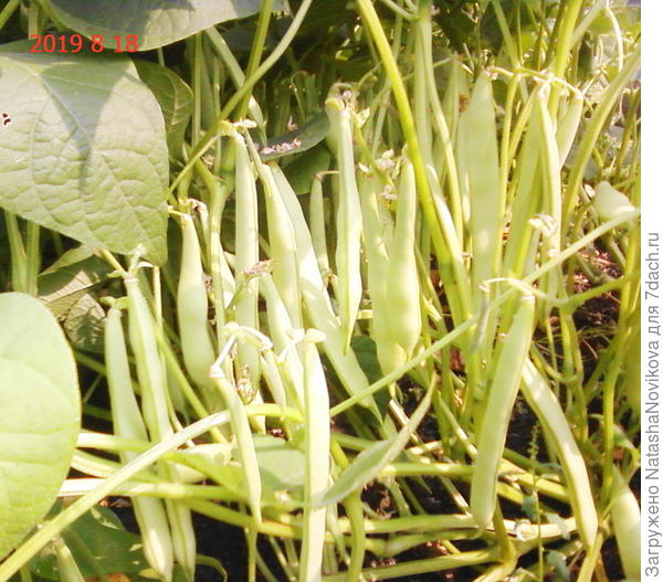 яркое палящее солнце искажает цвет, но стручки желтого цвета