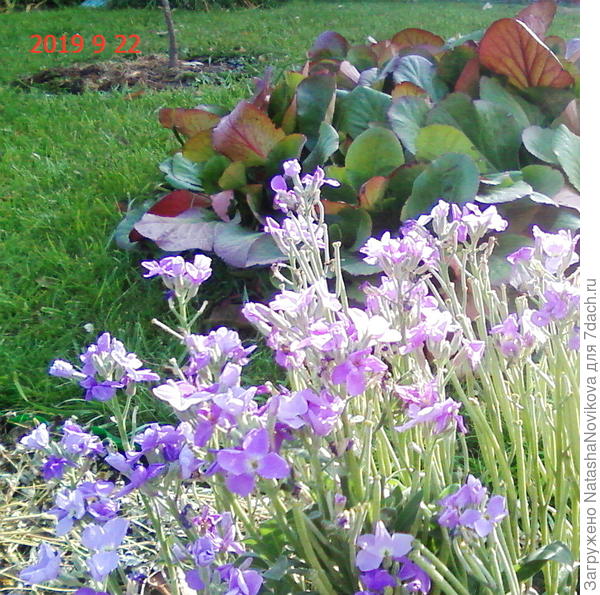 левкой отцветает, но на закате - просто аромат лета))