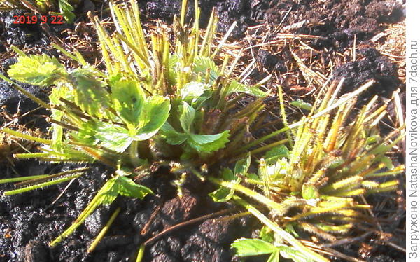 а вот делить и пересаживать на самом деле уже поздно, эту буду делить уже весной