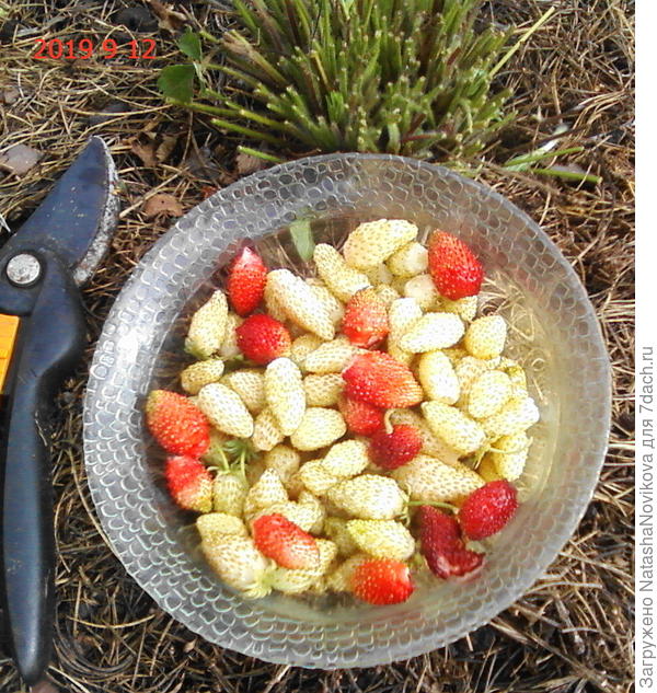 12 сентября обрезала, подкормила монофосфатом, обильный полив через день, так как у нас сухо