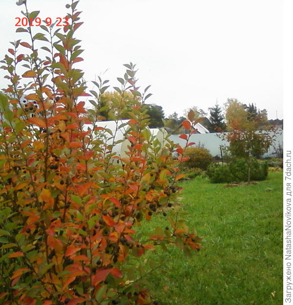 а лужайка ещё зеленая))