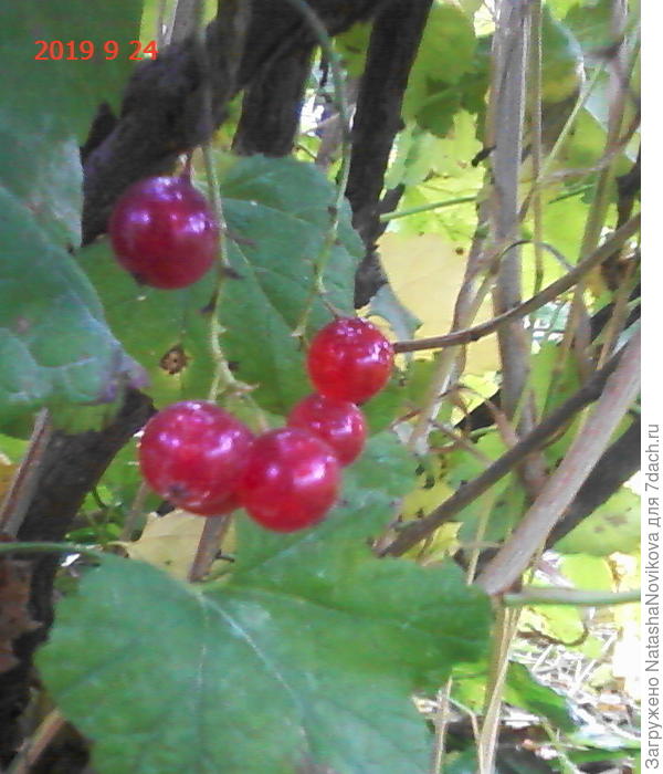 а сегодня ещё ягодки вкусные