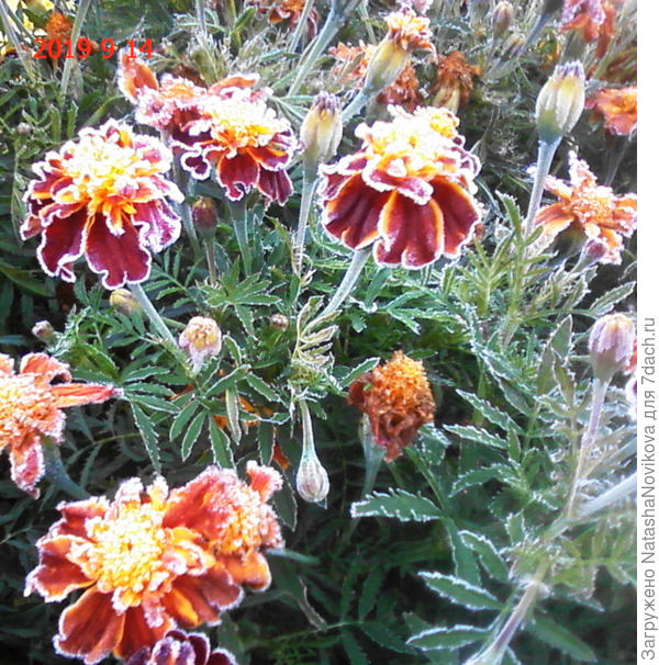 у нас уже то же встречались осень с зимой