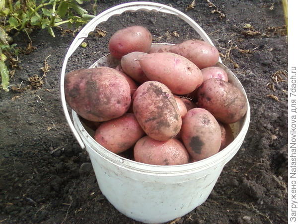 вкусняшка))