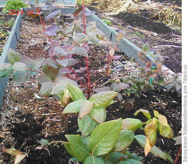 в грядке осталось четыре кустика из пяти, один так и не удалось спасти после обмерзания.