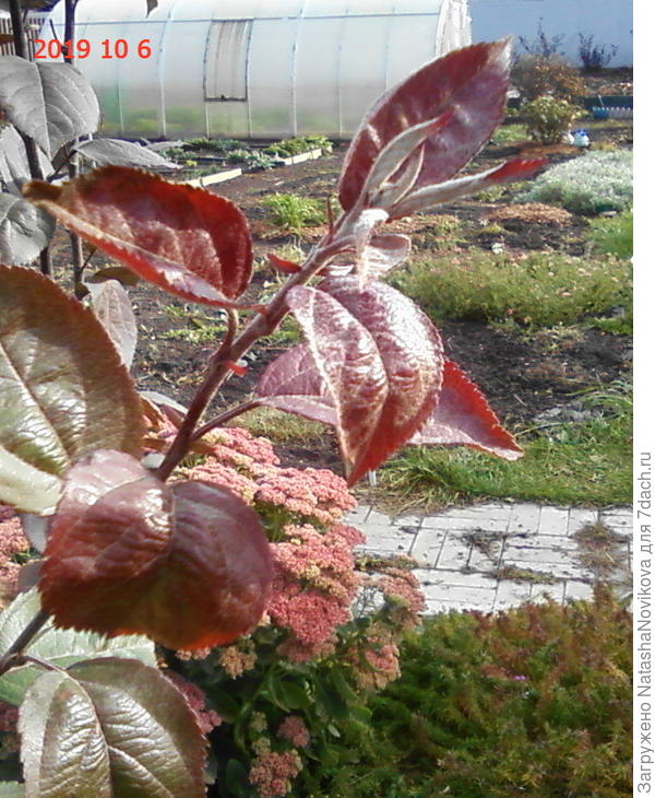 вот такой прирост за летний сезон, вроде приличный, порядка 30 см, но весной, как правило половина прироста обмерзает((