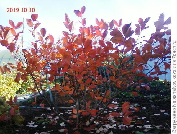 Спасибо Богам Плодродия )) за шикарную осень))