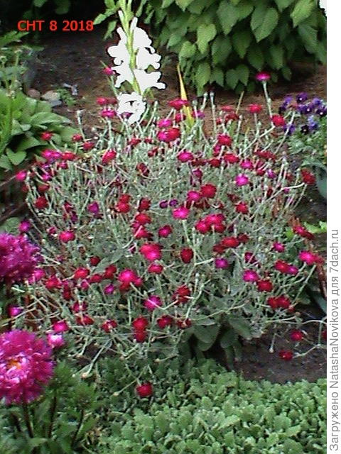 лихнис корончатый то же цветёт на второй год после посева, около лихниса - резуха