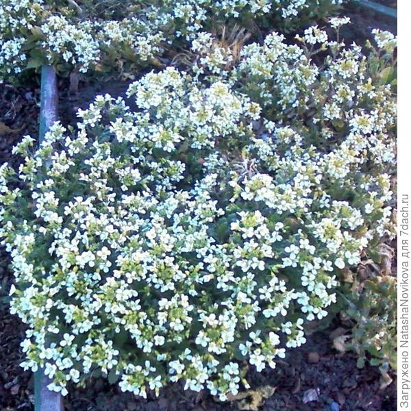 резуха точно цветёт на второй год